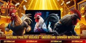 Bacterial Poultry Diseases – Understand Common Infections
